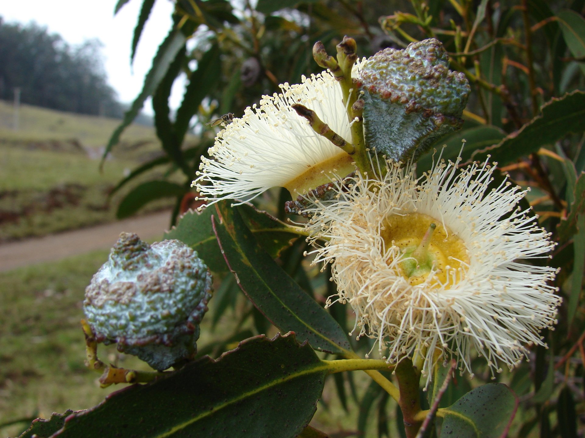 Eucalyptus Globulus - Vista 2